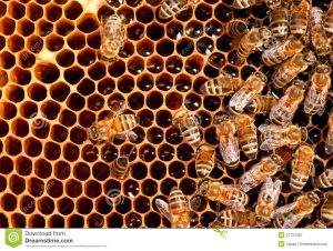 that stings: honeybees