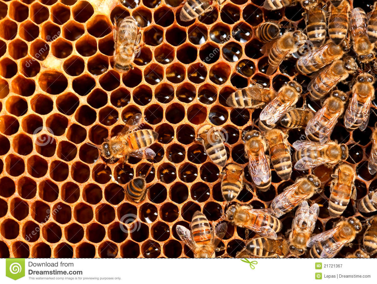 that stings: honeybees